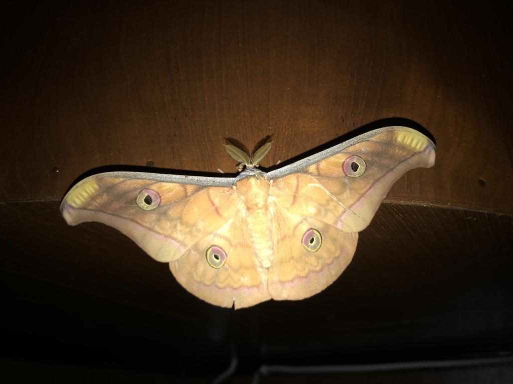 Antheraea celebensis