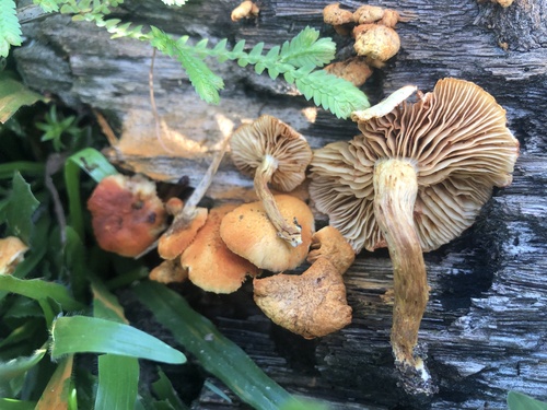 Gymnopilus ochraceus