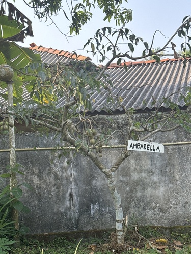 Foto de Cajá-manga
