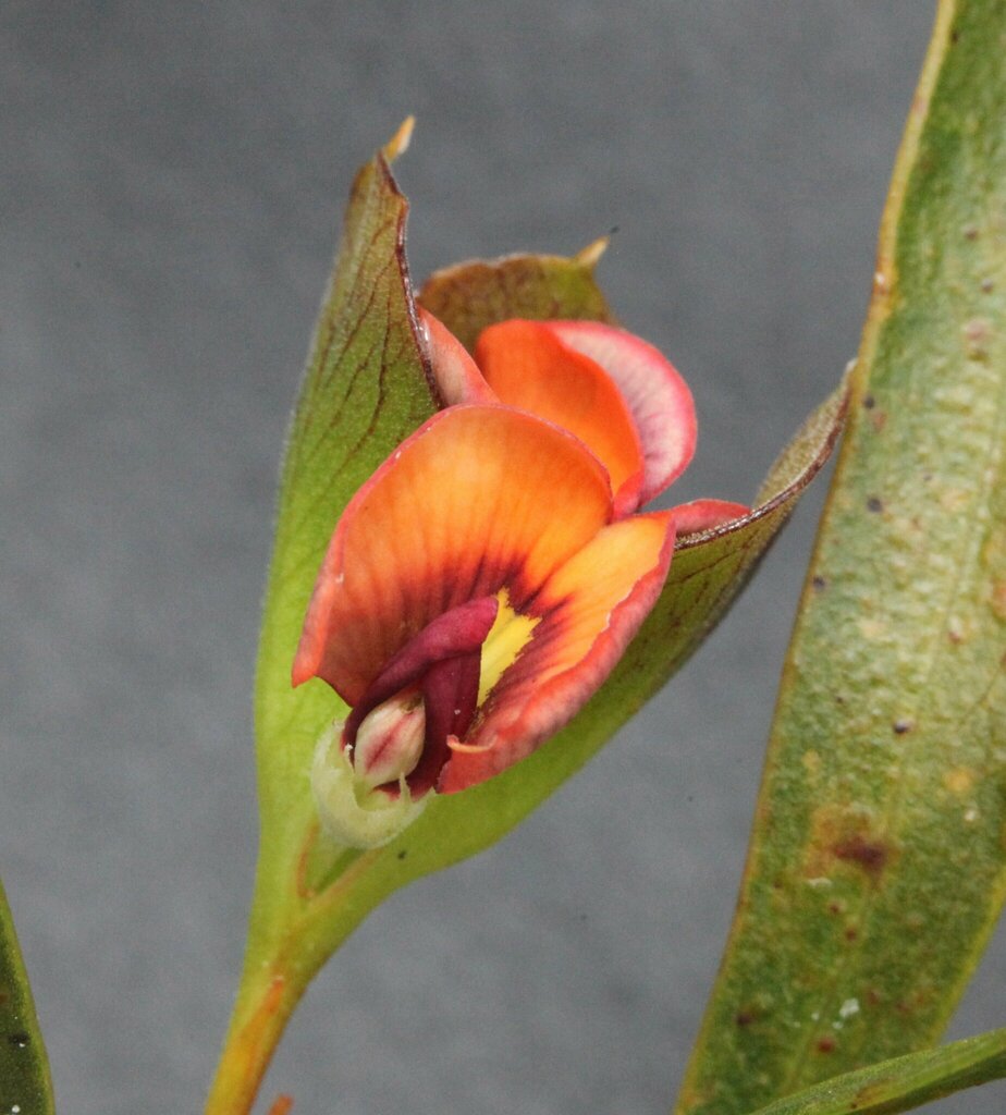 Daviesia alternifolia from Tarin Rock WA 6353, Australia on November 3 ...