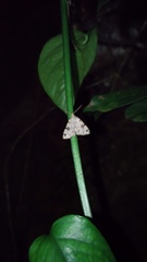 Sinarella nigrisigna