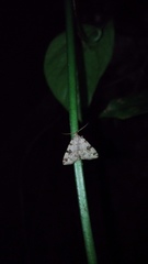 Sinarella nigrisigna