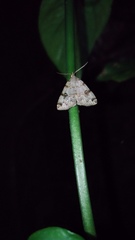 Sinarella nigrisigna