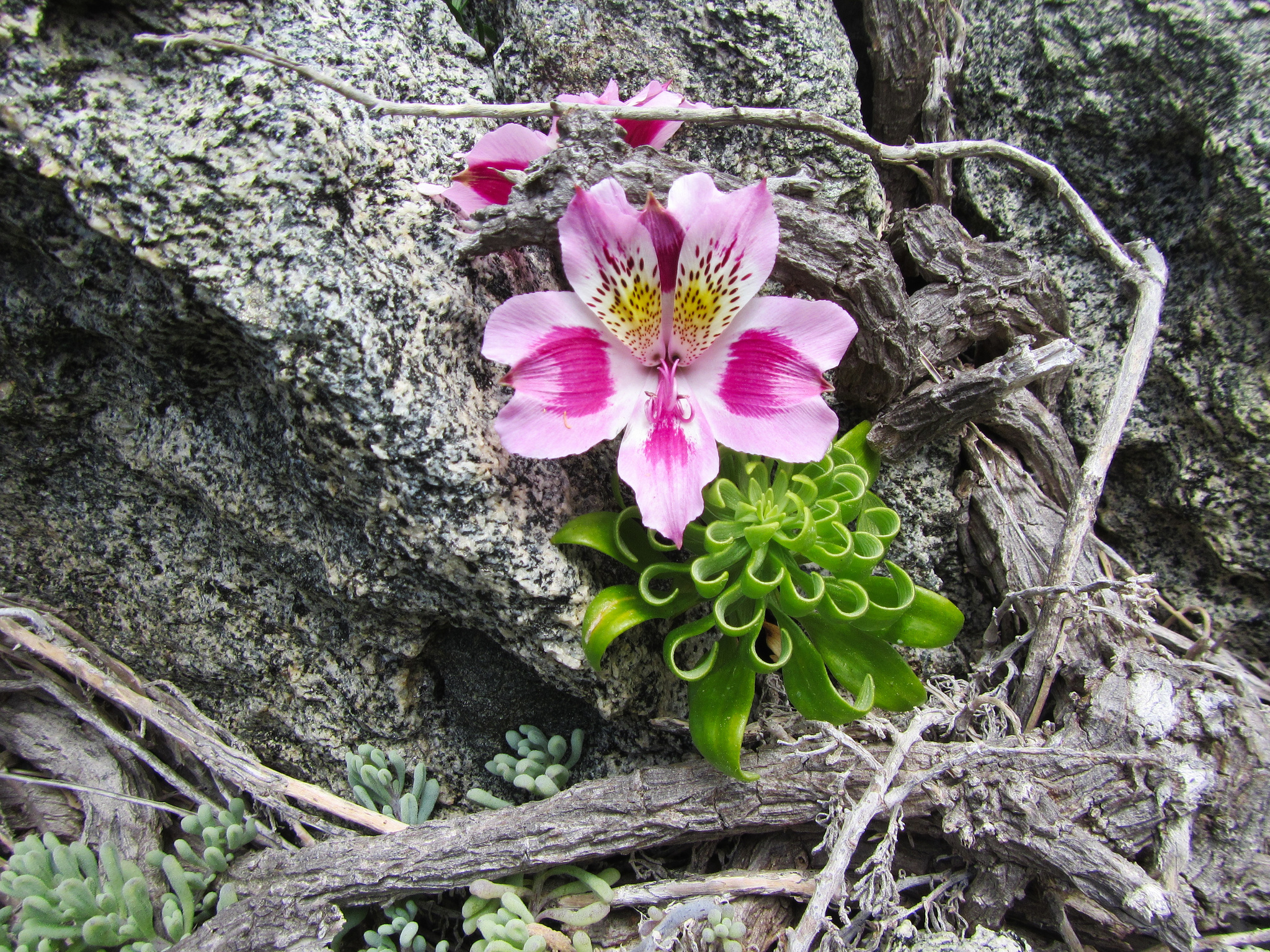 Alstroemeria pelegrina