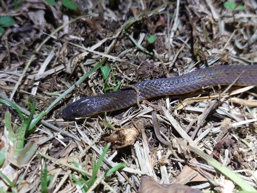 Photo of a Northern Ground Snake (Atractus nicefori)