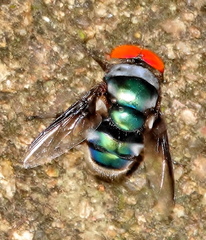 Chrysomya marginalis
