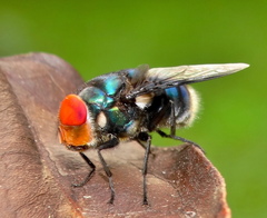 Chrysomya marginalis