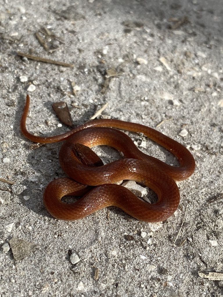 Pine Woods Littersnake in February 2024 by ethanjohnsonwildlife ...