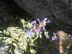 Penstemon