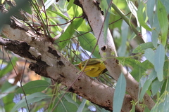 Setophaga petechia image