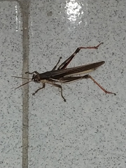 Stenocatantops splendens