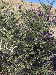 Psorothamnus arborescens