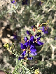 Psorothamnus arborescens