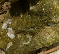 Bulaceros porcellanus