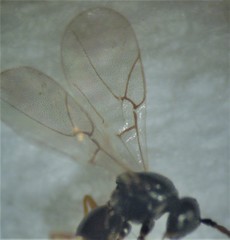 Aulacidea subterminalis
