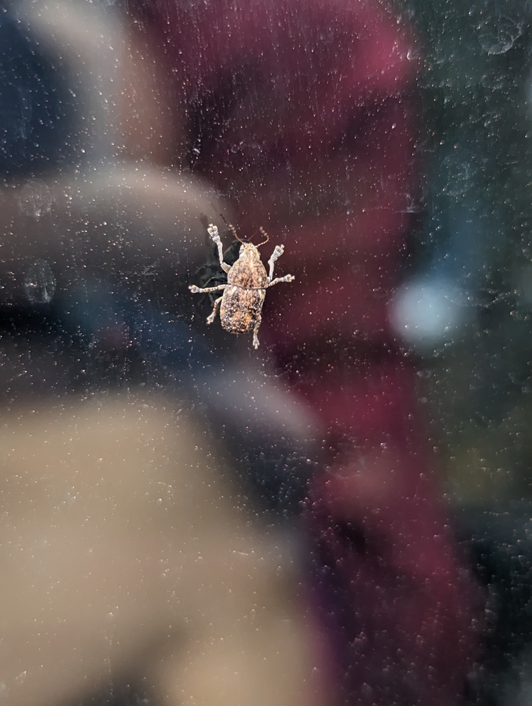 Araeocorynus