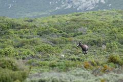 Damaliscus pygargus pygargus