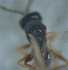 Aulacidea subterminalis