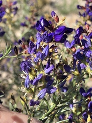 Psorothamnus arborescens