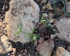 Apiastrum angustifolium