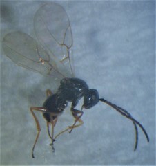Aulacidea subterminalis