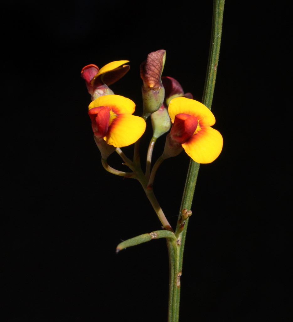 Daviesia longifolia