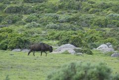 Connochaetes taurinus