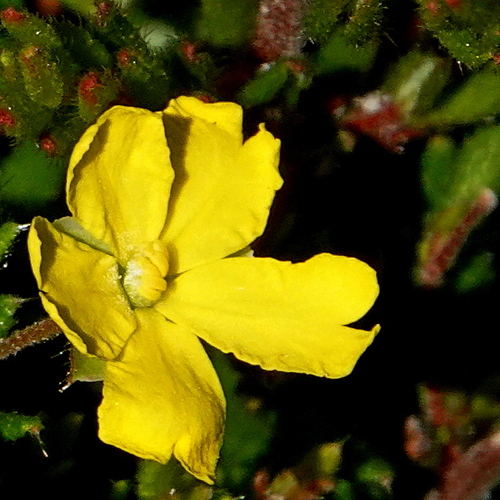 Image of Trailing Guinea Flower (Hibbertia empetrifolia) by (c) Max Campbell, some rights reserved (CC BY)