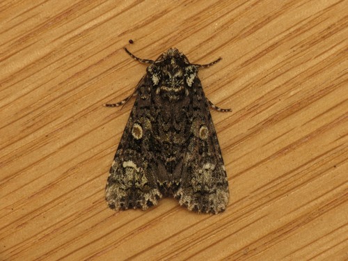 Genus Craniophora · iNaturalist