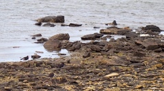 Haematopus leucopodus