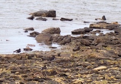 Haematopus leucopodus