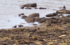 Haematopus leucopodus