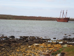 Haematopus leucopodus