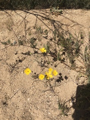 Eschscholzia androuxii