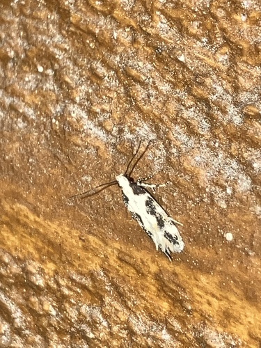 Teaweed Moth photo 5