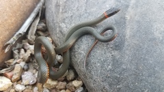 Diadophis punctatus similis