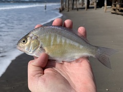 Barred Surfperch photo 3