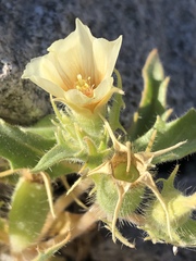 Mentzelia tricuspis