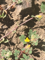 Acmispon wrangelianus