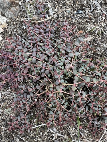 iNaturalist observation photo of smallseed sandmat