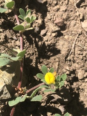 Acmispon wrangelianus