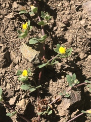 Acmispon wrangelianus