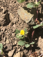 Acmispon wrangelianus