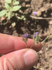 Gilia achilleifolia