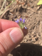 Gilia achilleifolia