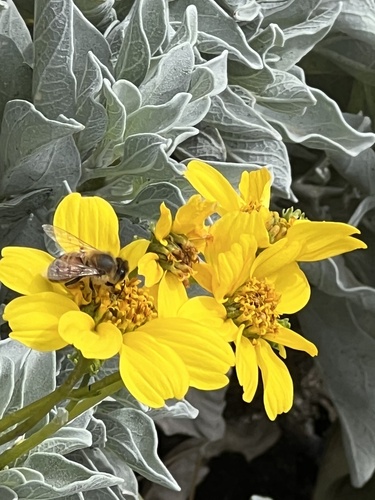 iNaturalist observation photo of Western Honey Bee