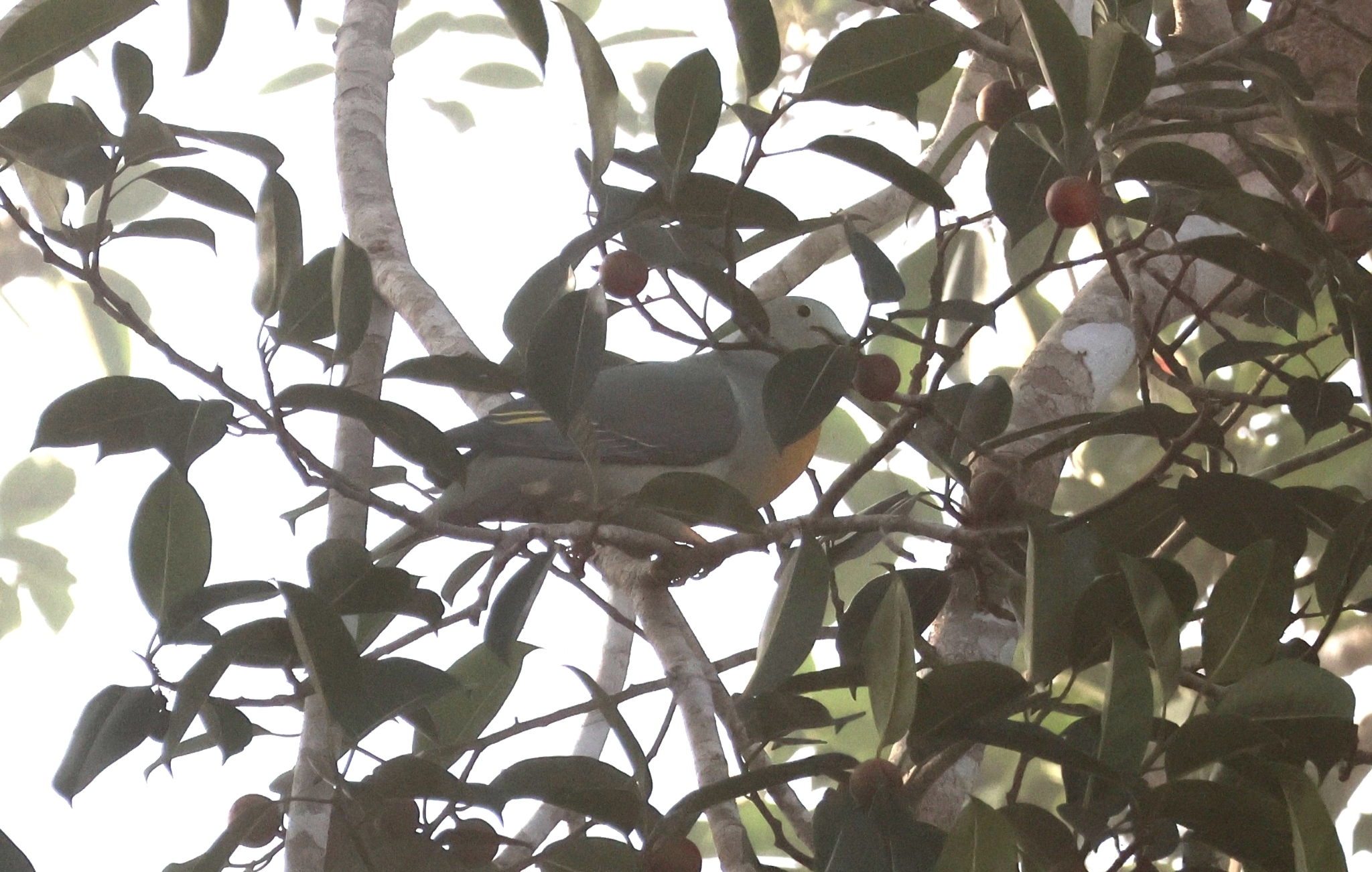 Large Green Pigeon (Treron capellei), photo 2