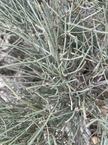 iNaturalist observation photo of rough jointfir