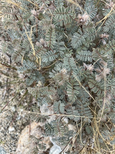 iNaturalist observation photo of soft prairie clover