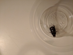 Euetheola